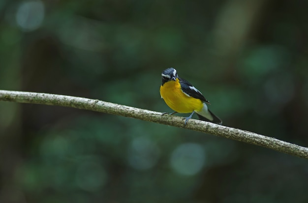 自然の中で黄色に隆起したヒタキ（Ficedula zanthopygia）