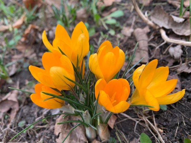 黄色いサフランの花 春の花