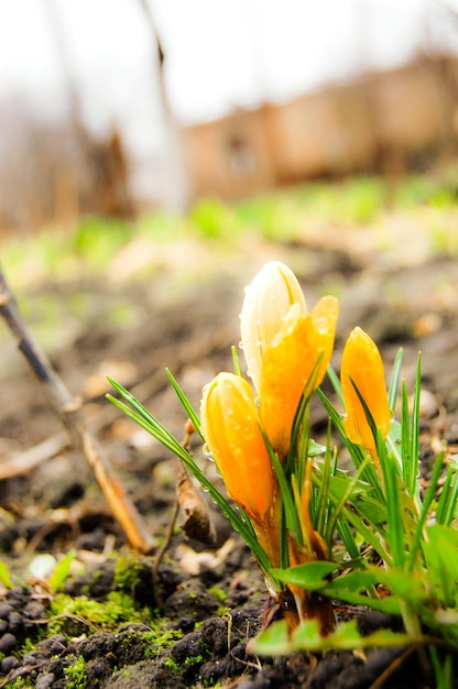 Lo zafferano giallo cresce da terra in primavera