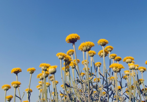 黄色いサントリナの花と青い空。自然の壁紙