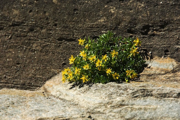 Yellow saxifrage Saxifraga aizoides