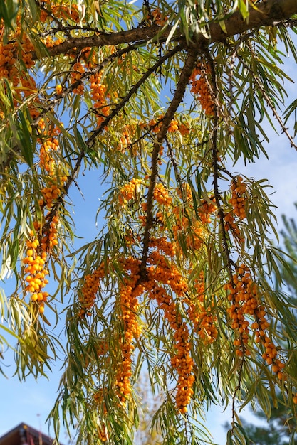 Yellow sea buckthorn berries on a branch on a tree in the garden outdoors