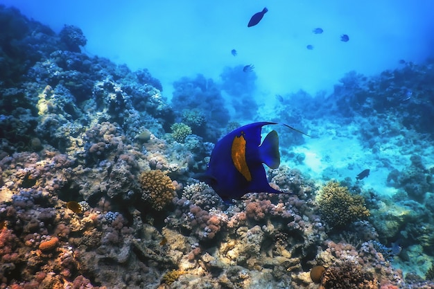 노란색 측면 damselfish (amblyglyphidodon flavilatus) 수중 배경, 해양 생물