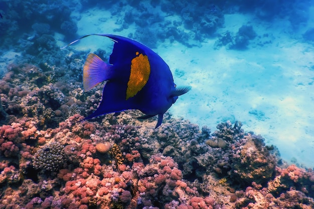 Yellow side damselfish (amblyglyphidodon flavilatus) underwater background, Marine life