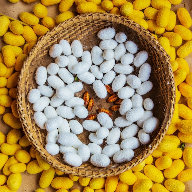 Photo yellow silkworm cocoon shell through the silk route, the brewing process