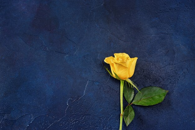 Yellow single rose on dark blue background