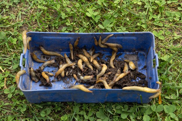 Yellow slugs in large numbers sprawl out of a blue plastic box on the grass