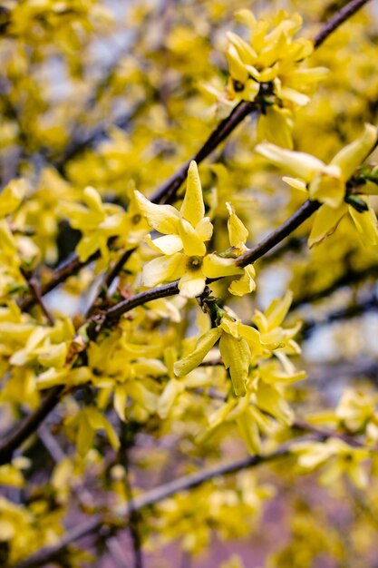 Photo yellow small leaves on the branches of a bush