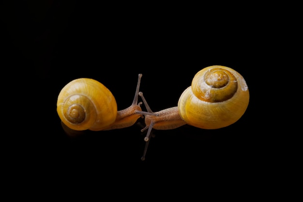 Photo yellow snails posing on black background