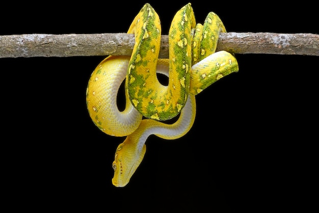 A yellow snake is wrapped around a branch.