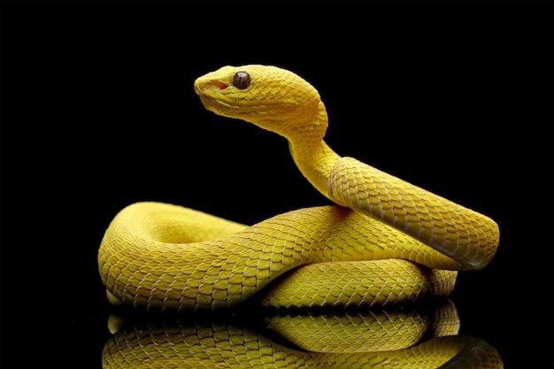 A yellow snake with a black background