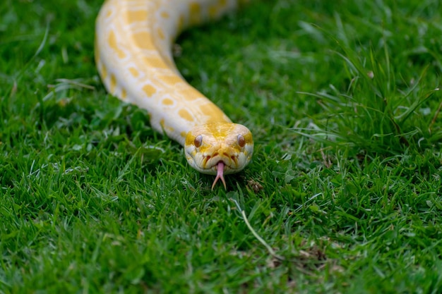 Premium Photo | A yellow snake with a long tongue