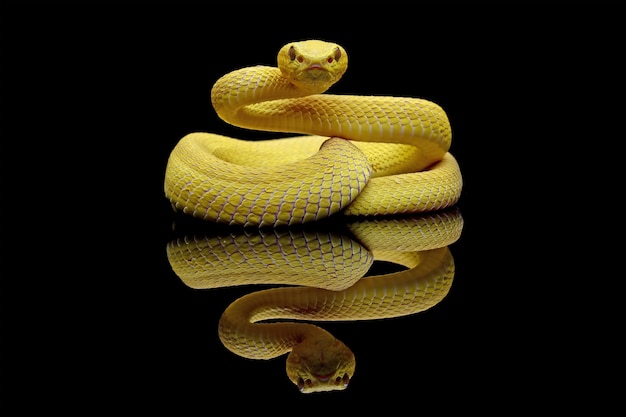 A yellow snake with a white face sits on a black surface.