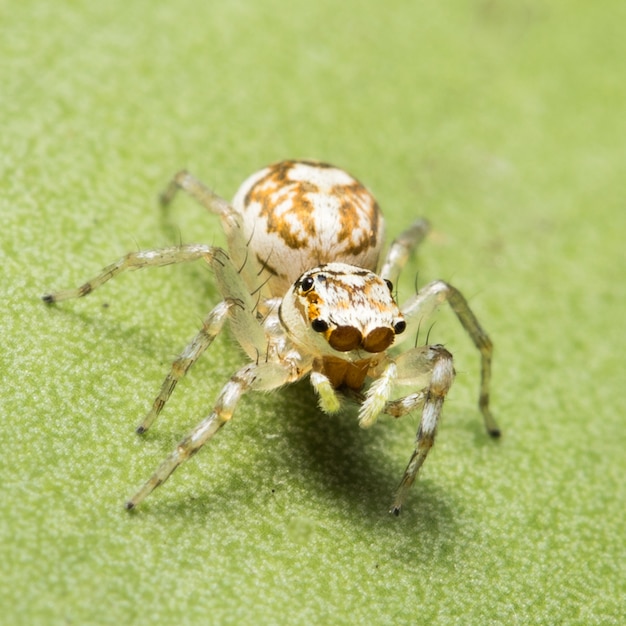 Yellow spider on leaf