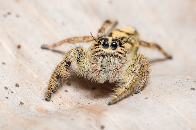 Yellow spider macros