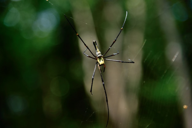 yellow spider in nature on green background