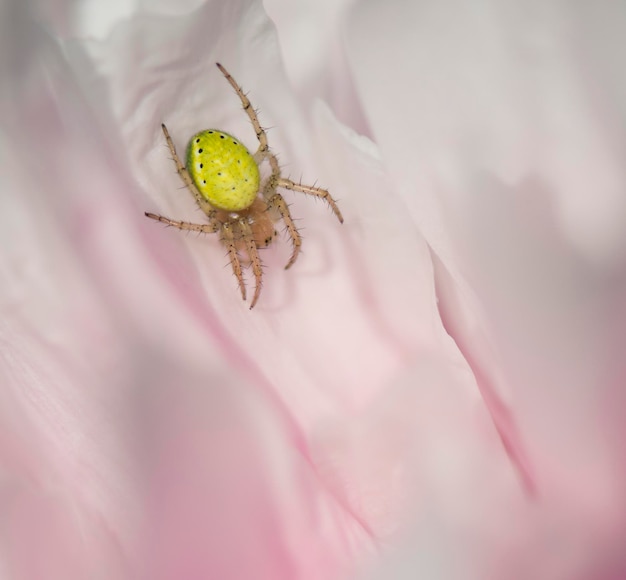 A yellow spider on pink background