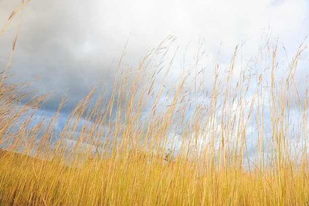 yellow spontaneous grass with cloudy sky