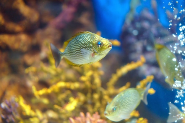 写真 熱帯 海 の 黄色い 斑点 の ウサギ 魚