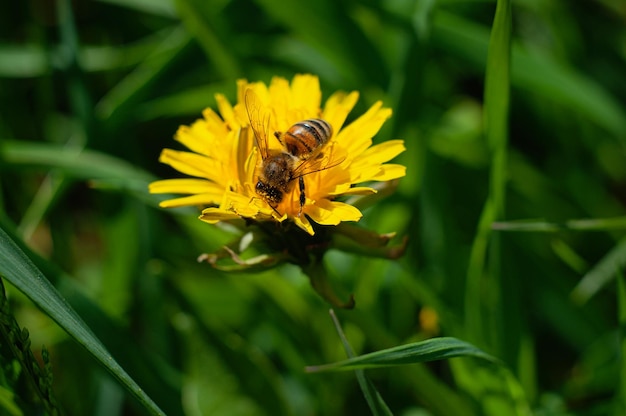 Yellow spring dandelion flower with bee and stuck pollen selective focus on insect