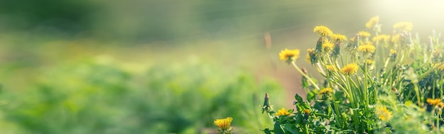 Yellow spring dandelions on the meadow. Dandelion placed on the right side of the panoramic banner.