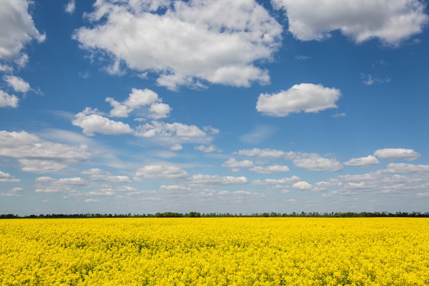 Yellow spring field of rapeseed