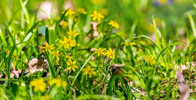 写真 緑の草の中で黄色い春の花のガチョウの足、黄色い春の花の背景