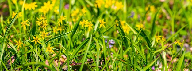 Желтые весенние цветы гусиные лапы среди зеленой травы, фон с желтыми весенними цветами