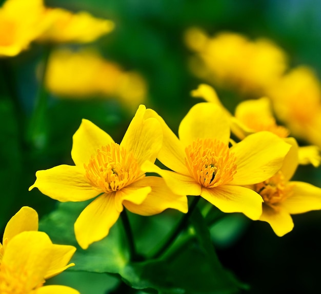 Yellow spring flowers Ranunculaceae close up