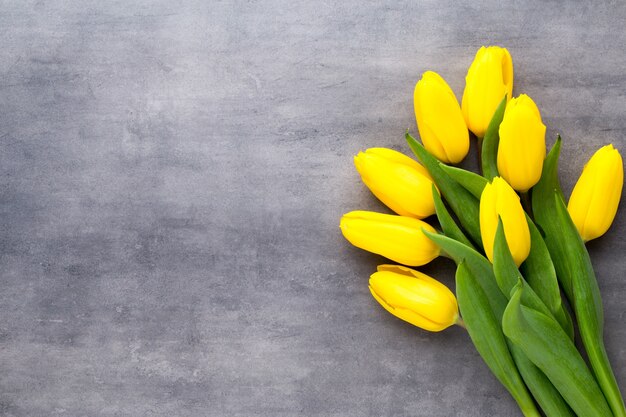 Yellow spring flowers, tulip on gray