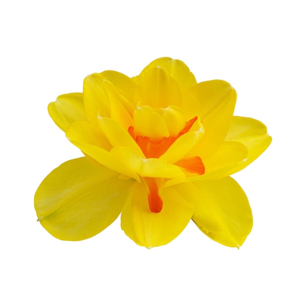 yellow spring flowers with green leaves isolated on a white background