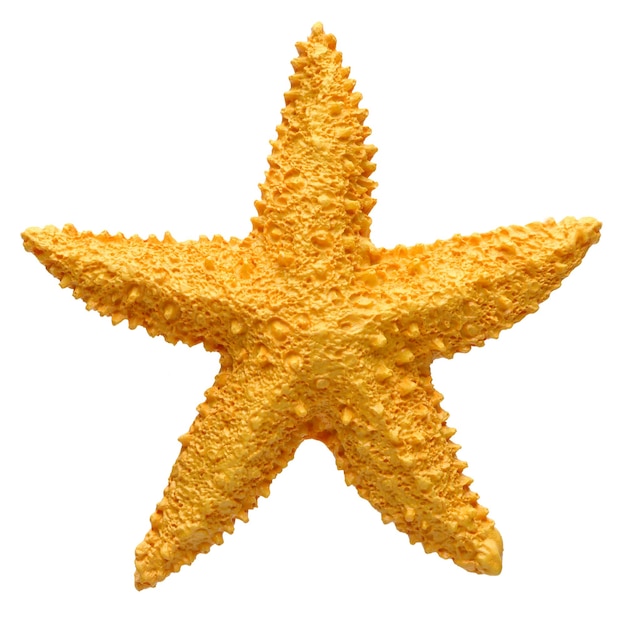 Yellow starfish souvenir handmade decoration