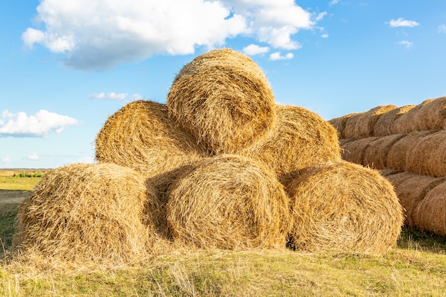 Yellow straw packed in coils on blue sky 