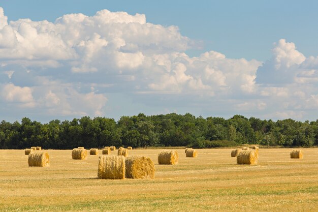 yellow straw rolls in a wheat field