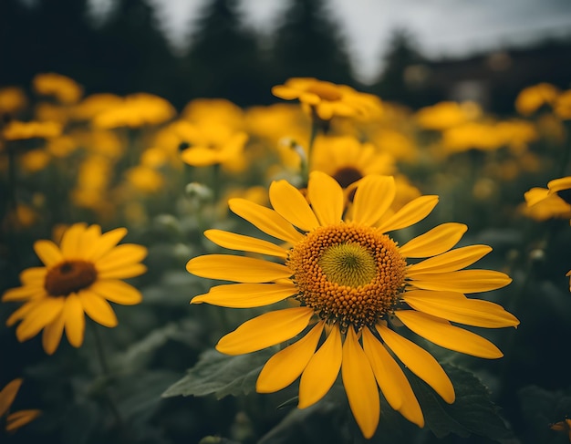 一年生の庭の黄色い夏の花