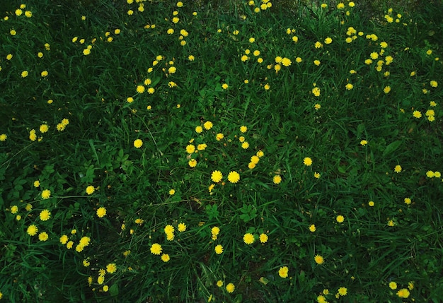 Foto fiori estivi gialli su sfondo verde erba