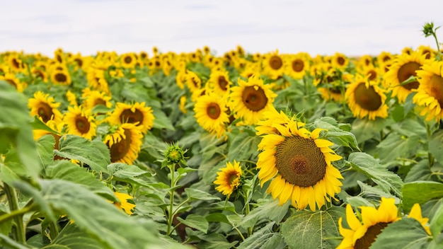 Girasole giallo in un campo di piantagioni di abbondanza in estate