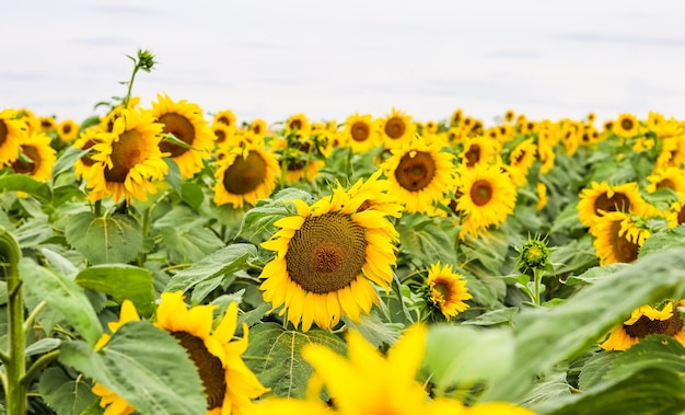 Girasole giallo in un campo di piantagioni di abbondanza in estate