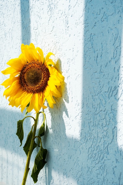 yellow sunflower against blue wall in sunlight