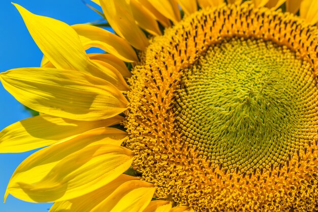 Yellow sunflower background