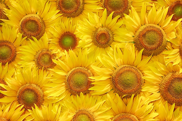 Struttura gialla della fioritura del girasole