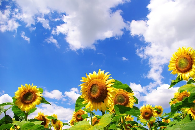 Yellow sunflower and blue sky background