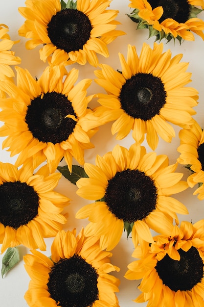 Yellow sunflower buds pattern on white