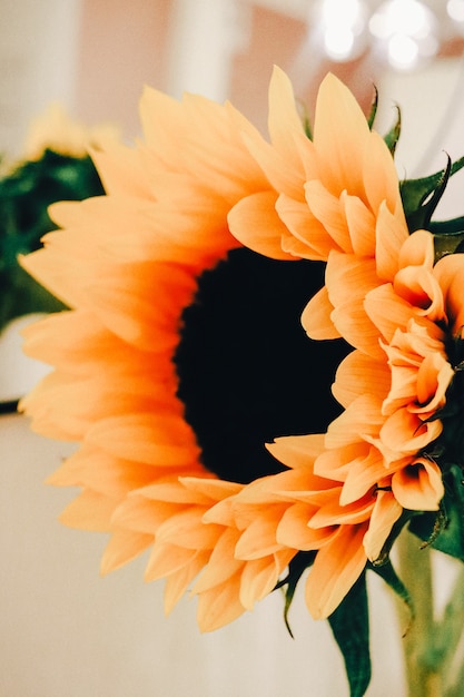 A yellow sunflower close up with green leaves