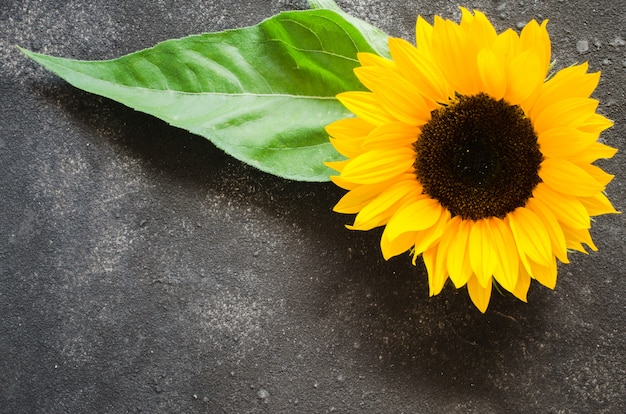 yellow sunflower on dark concrete.