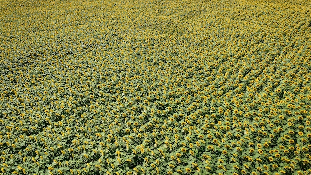 黄色いひまわり畑空撮 ポーランドの農業