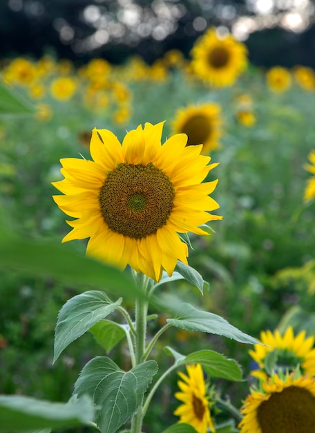 yellow sunflower in the field