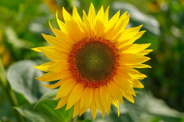 Yellow sunflower flower close-up.