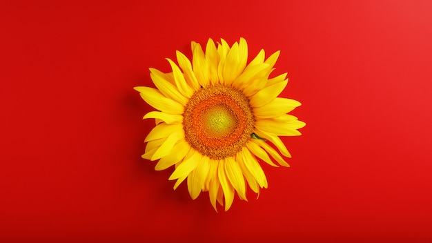 Yellow sunflower flower on red