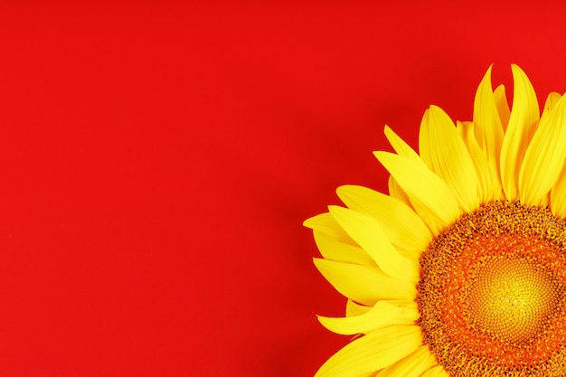 Yellow sunflower flower on red